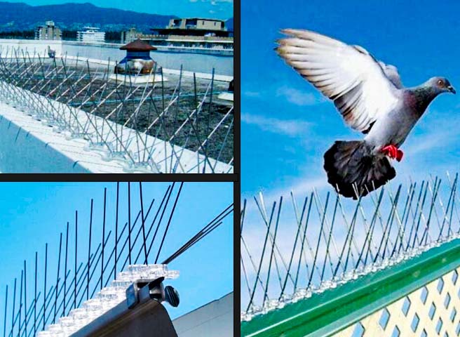 Bird Spike Installation